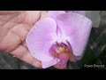 Леруа Мерлен Орхидеи 23 октября 2020г.