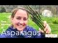 First Asparagus Harvest at our new homestead