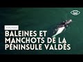 Baleines et manchots de la Péninsule Valdès - Thalassa (reportage complet)