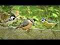 Little Birds of The Forest : Filmed in Slow Motion