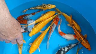 unpacking Koi Carp