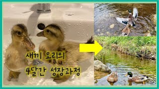 멋진 한쌍의 청둥오리가 되는 4개월 과정 | 오리 암수 구별 (SUB)