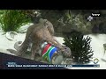Viral! Aksi Gurita di Afrika Selatan Ramal Laga Penentu Grup A [Newsline]