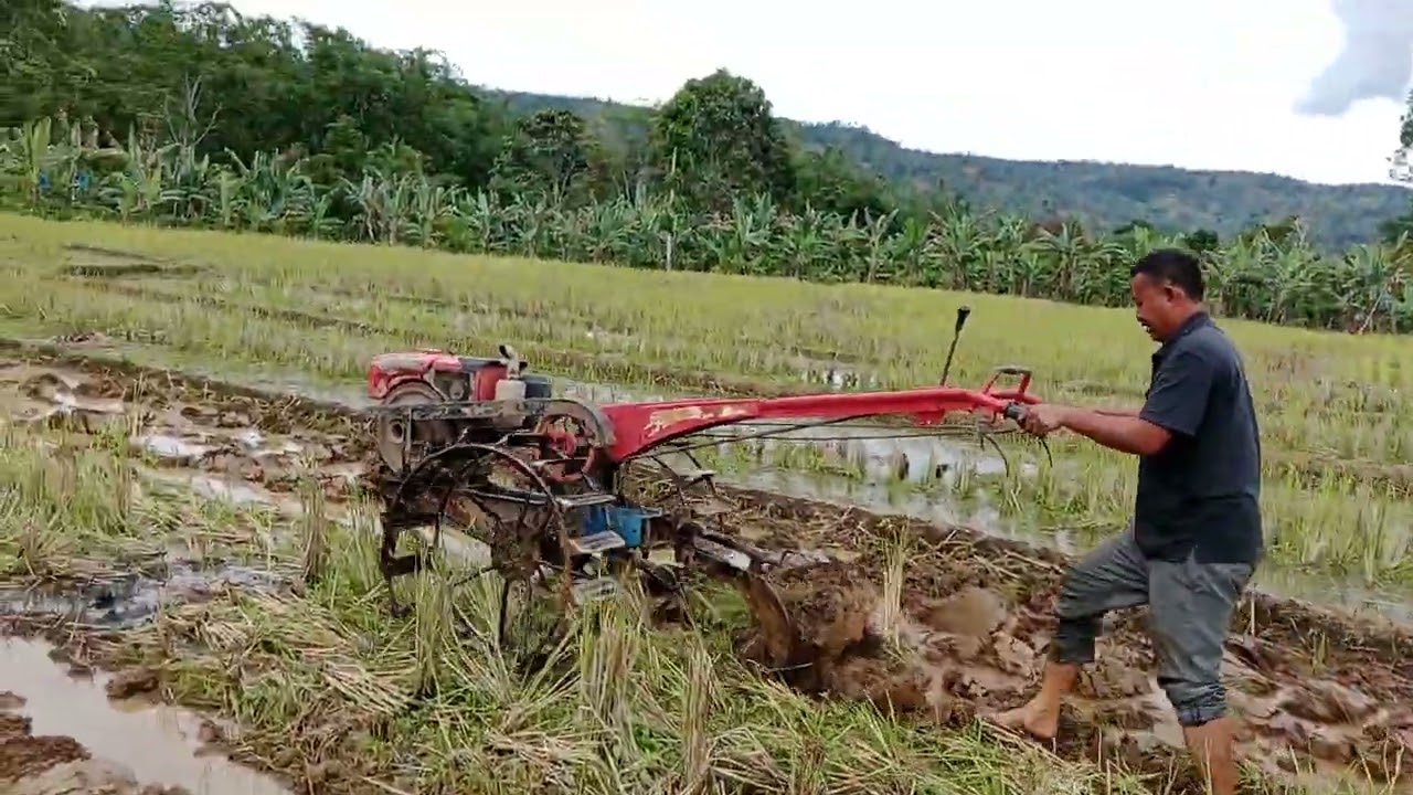 Semua panik saat belajar bajak sawah