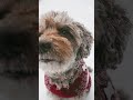 Coco in snow  dog schnoodle