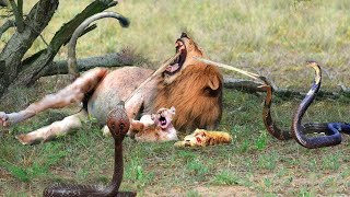 Aghast! Cobra Invades Lion's Territory And Kills Its Whole Family | Cobra Attack Lion