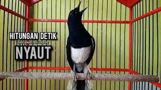 kacer gacor NGEPLONG tarung ini paling ampuh buat PANCINGAN KACER agar EMOSI