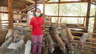 สาวสวยเลี้ยงหมูป่าหมูลูกผสม!!พร้อมทำสวนผสมผสานใช้ชีวิตแบบเรียบง่ายสุดยอดมาก