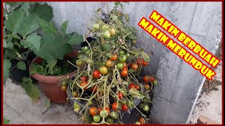 CARA MUDAH & MURAH MENANAM TOMAT DALAM POT AGAR BERBUAH LEBAT | HOW TO GROW TOMATO IN POT