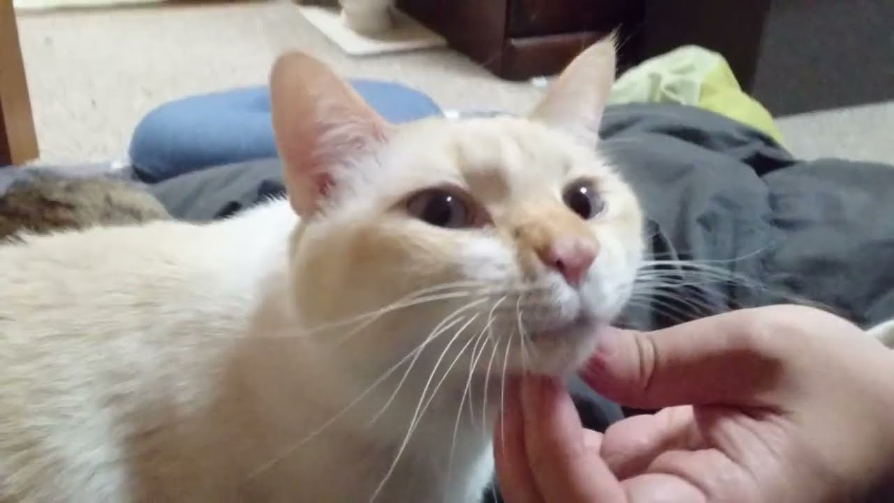 拾いねこ＠生後4940/865日目　月にょんの作るくぼみが可愛い。