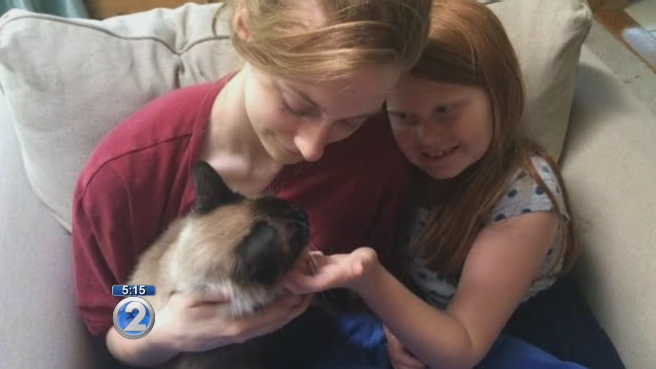 Microchip helps lost cat in Hawaii reunite with Michigan family
