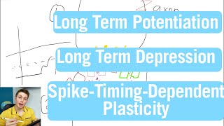 Brain Synapse Plasticity: LTP, LTD, and STDP | 22nd Week in Medical School