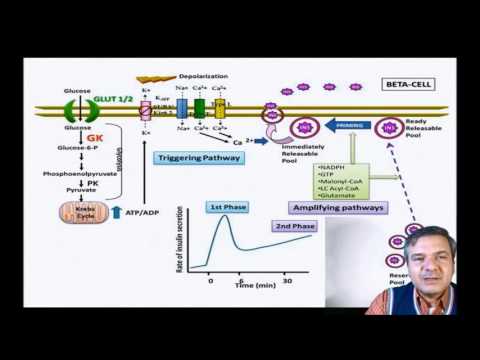 Βίντεο: Ποια κύτταρα εκκρίνουν ινσουλίνη;