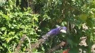 Papilio Machaon Erfly In Marjos Garden