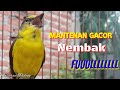 Mantenan Gacor Full Tembakan Cocok Untuk Masteran Murai Batu Mp3 - Mp4 Download