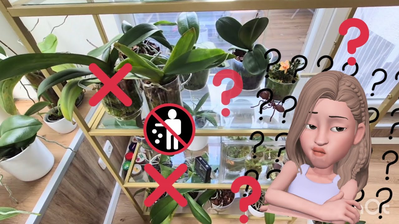 Расхламление в цветочном царстве.  Кто останется? Кто больше не со мной?