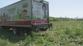 Foodbank holds annual corn harvest at Izzie's Field in Franklin