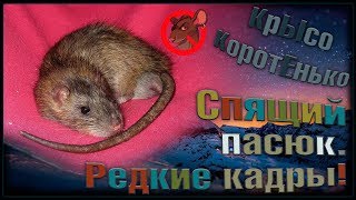 (О) Спящий пасюк - Лисёнок. Редкие кадры! Такого вы еще не видели. (Wild Rats) (О) Спящий пасюк - Лисёнок. Редкие кадры! Такого вы еще не видели. (Wild Rats)