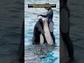 Performance With Killer Whale Ends In Tragedy For Girl