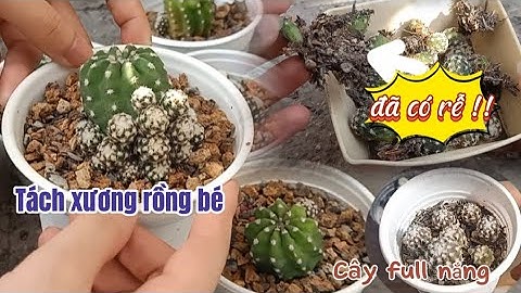 Lần đầu Tách xương rồng con để nhân giống