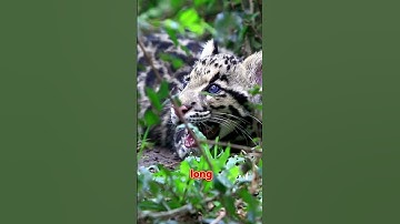 The Clouded Leopard  An Aerial Acrobat