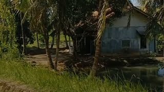 Isolated house with ponds on the side and vast, beautiful rice fields in the back. A lovely, pris...