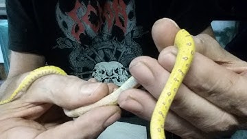 Green Tree Python Assist Shedding (Part II)