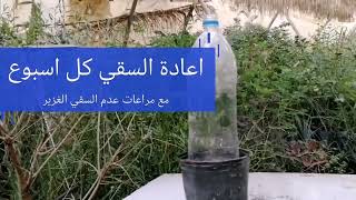 لنهتمّ بالنباتات زراعة الورد الجوري