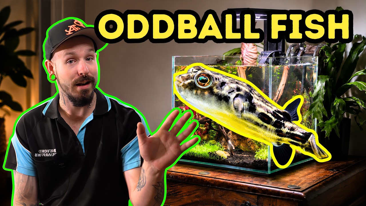 Unique Freshwater Centrepiece Fish You’ll Want in Your Aquarium