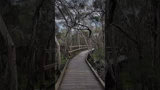 Balcombe Reserve #Victoria #Australia #outback #bushwalk #nature #asmr #travel #outdoors #hike