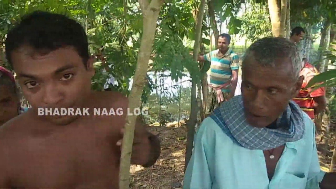  Monocled Cobra Snake Rescue At- Saro, Bhandaripokhari