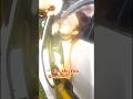 Irresponsibe Mom Takes Daughter on Police Chase |police shooting bodycam #policearrest #shorts #news