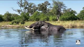 Jabu The Elephant in the Okavango Delta, Botswana | Living With Elephants Foundation