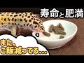 レオパの寿命と肥満について考えてみる