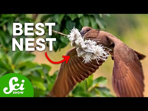 7 Insane Bird Nests that Will Change How You Think About