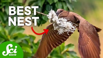 7 Insane Bird Nests that Will Change How You Think About Birds