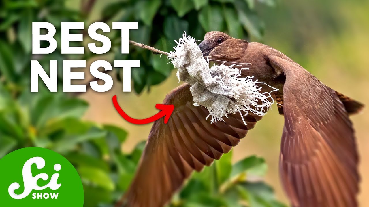 8 different types of birds' nests – Learn the Birds
