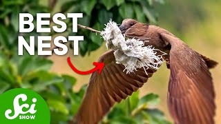 7 Insane Bird Nests that Will Change How You Think About Birds screenshot 5