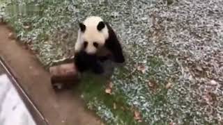 Karla Tanışan Panda Nın Komik Halleri