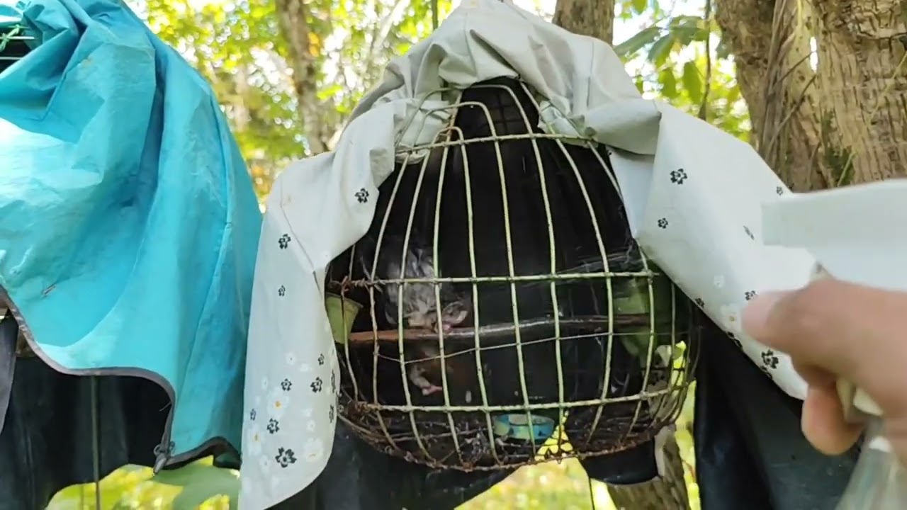 Update na muna sa mga alaga ko mga idol,at may mga Potential at gumagalaw n sa pugad..lahat ng dito.
