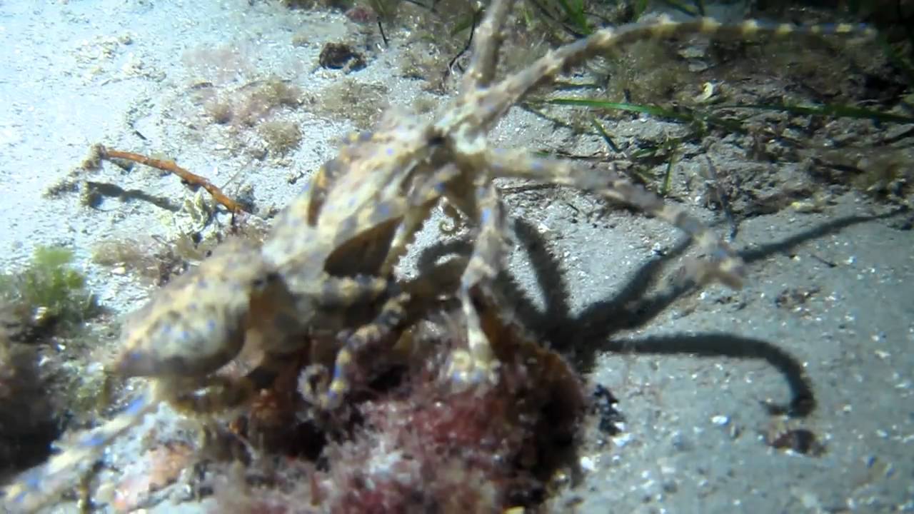 Mating blue ring octopuses YouTube
