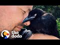 Wild crow has coffee with his rescuer every day  the dodo wild hearts