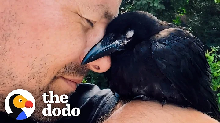 Wild Crow Has Coffee With His Rescuer Every Day | The Dodo Wild Hearts - DayDayNews