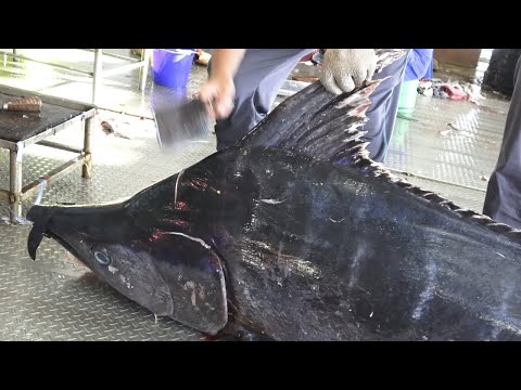 600lb Giant Blue Marlin fish cutting skill -巨型旗魚切割刀法技巧!