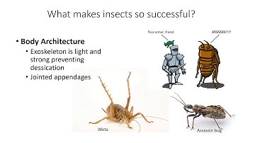 Introduction to Entomology