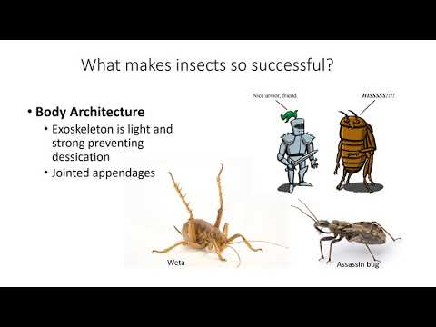 Video: Wanneer het entomologie begin?