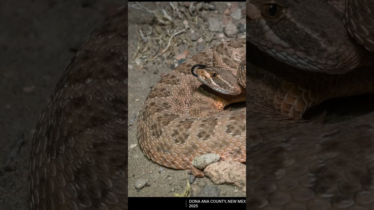 Pretty Pink Rattlesnake in New Mexico