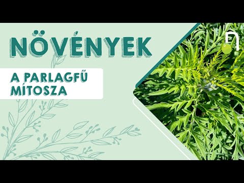 Kevesebb parlagfű, több levegő! - A parlagfű mítosza