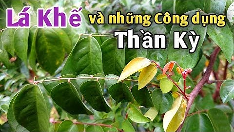 Lá Khế và những công dụng Thần Kỳ | 3 bài thuốc trị Mề đay mẩn ngứa Rất hay | PHAN HẢI Vlog