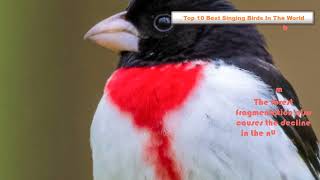 NEW! Top 10 Best Singing Birds In The World by Pet Waw 160 views 1 year ago 9 minutes, 23 seconds